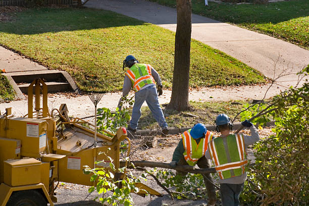 Palm Tree Trimming in Fellsmere, FL